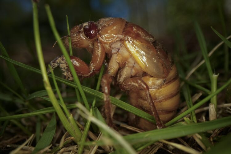 Cicadas are nature’s weirdos.  They pee stronger than  humans and an STD can turn them into zombies